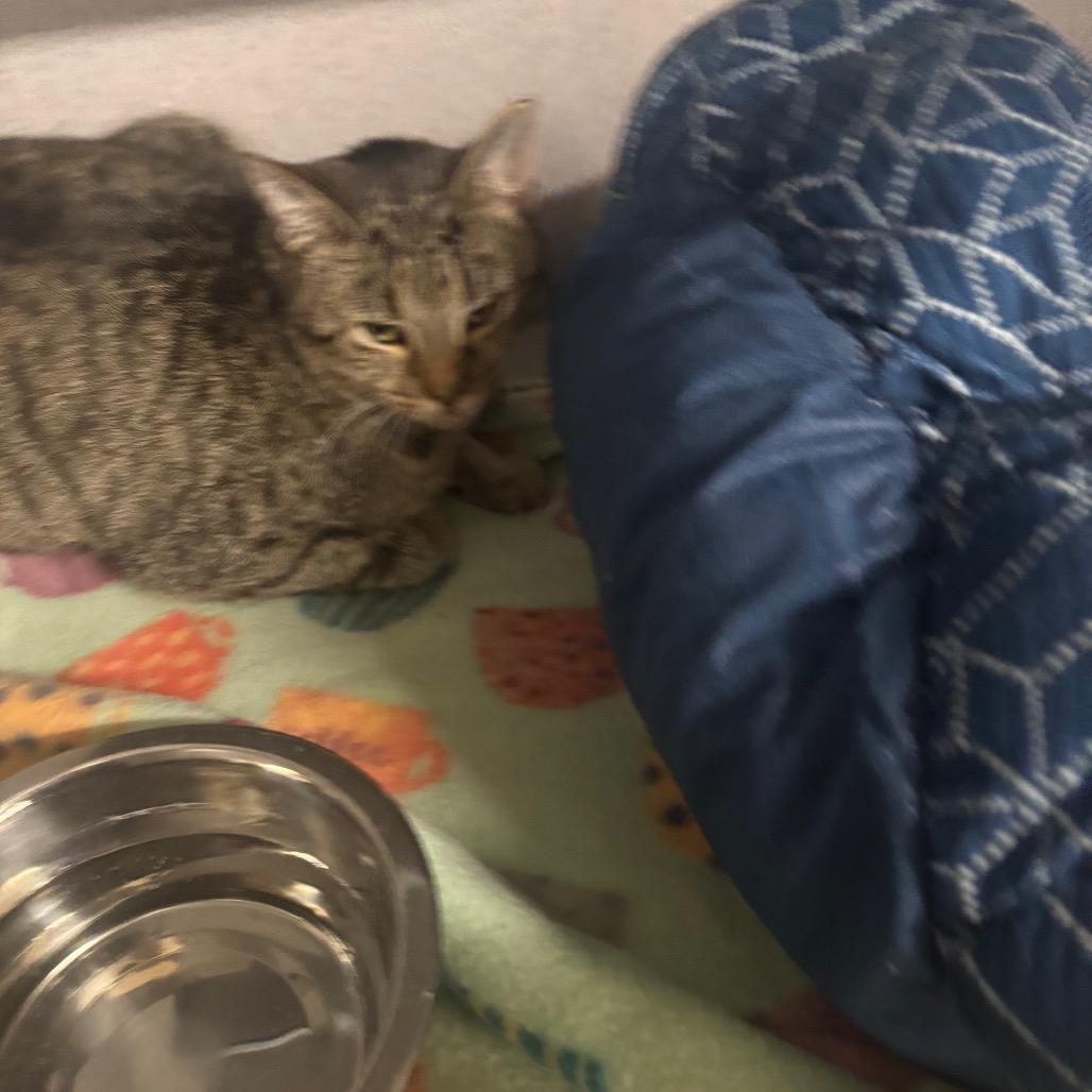 Enlarge Pumpkin, a Adoptable Domestic Short Hair in Greenville, PA image 6/6