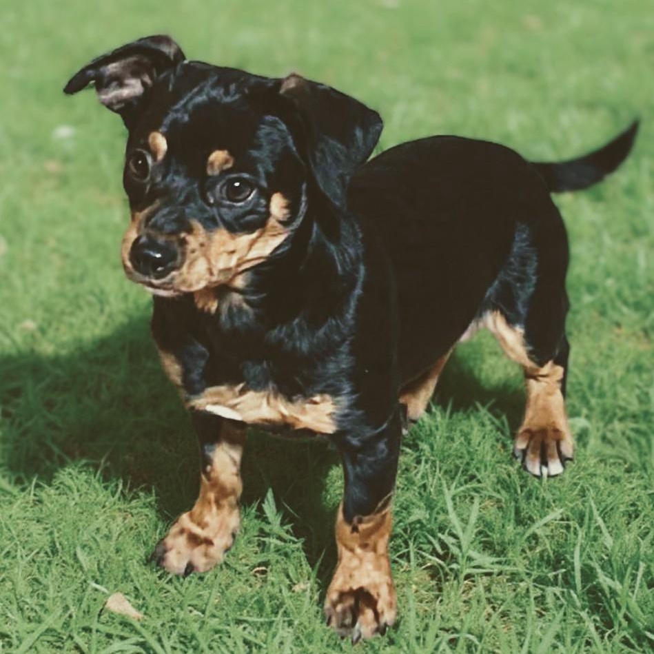 Dos, adopted, Young Male Chihuahua & Mixed Breed.