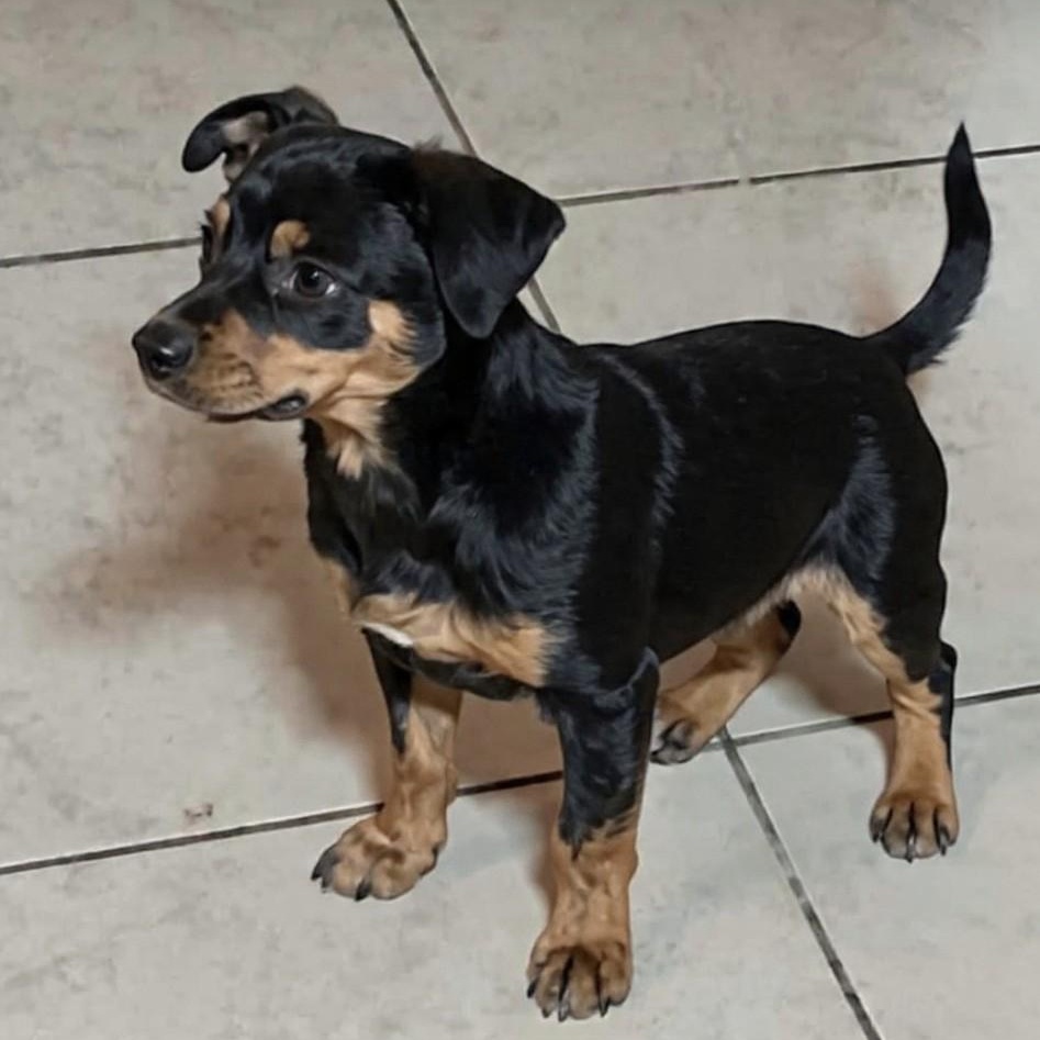 Enlarge Dos, an adopted mixed breed in Houston, TX image 3/4