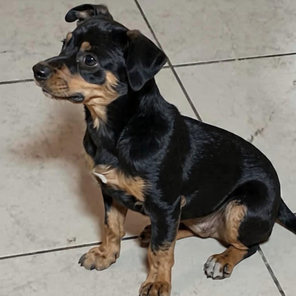 Enlarge Dos, an adopted mixed breed in Houston, TX image 2/4