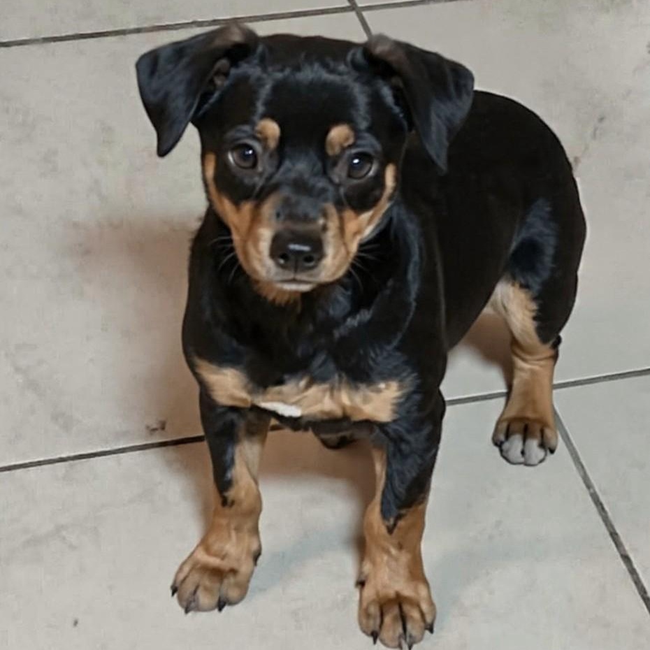 Enlarge Dos, an adopted mixed breed in Houston, TX image 4/4