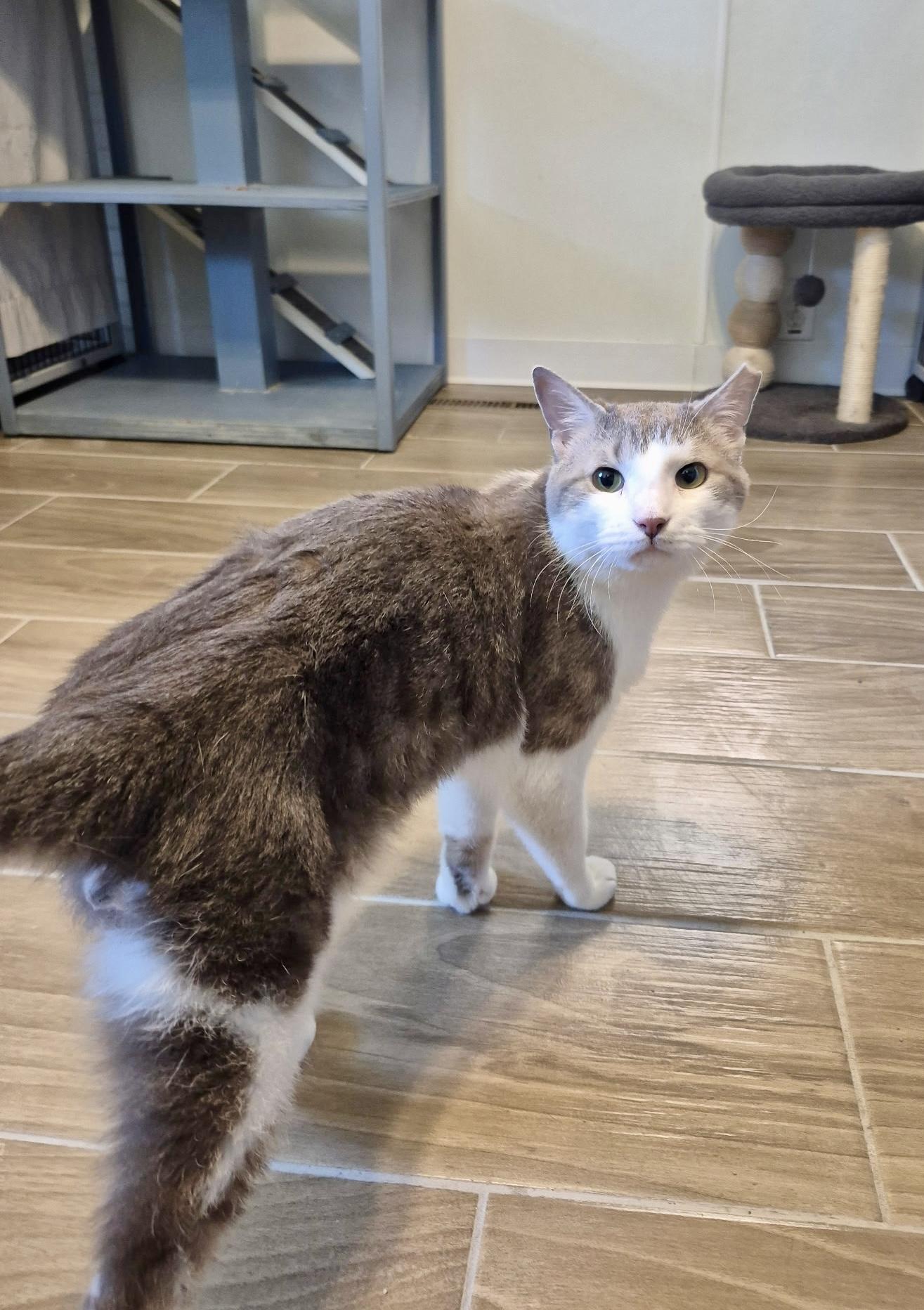 Enlarge Bubby, a Adoptable Domestic Short Hair in Jeffersonville, IN image 4/6