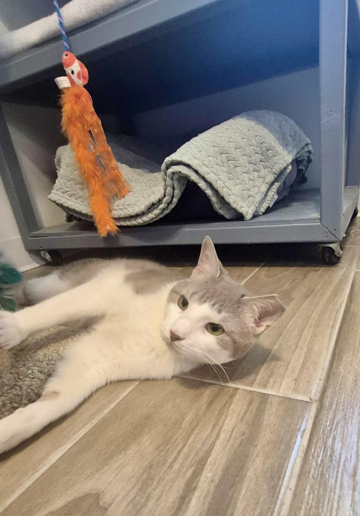 Enlarge Bubby, a Adoptable Domestic Short Hair in Jeffersonville, IN image 6/6