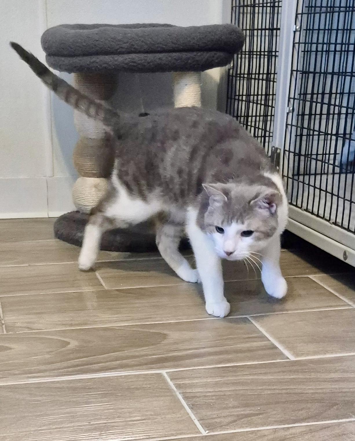 Enlarge Bubby, a Adoptable Domestic Short Hair in Jeffersonville, IN image 2/6