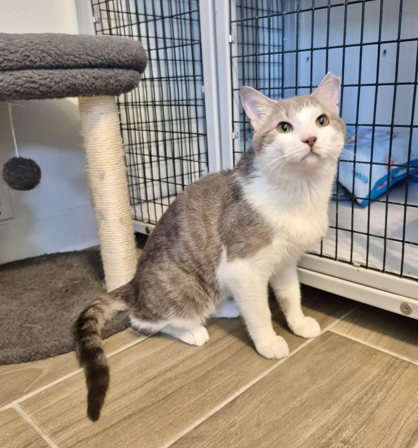 Enlarge Bubby, a Adoptable Domestic Short Hair in Jeffersonville, IN image 3/6
