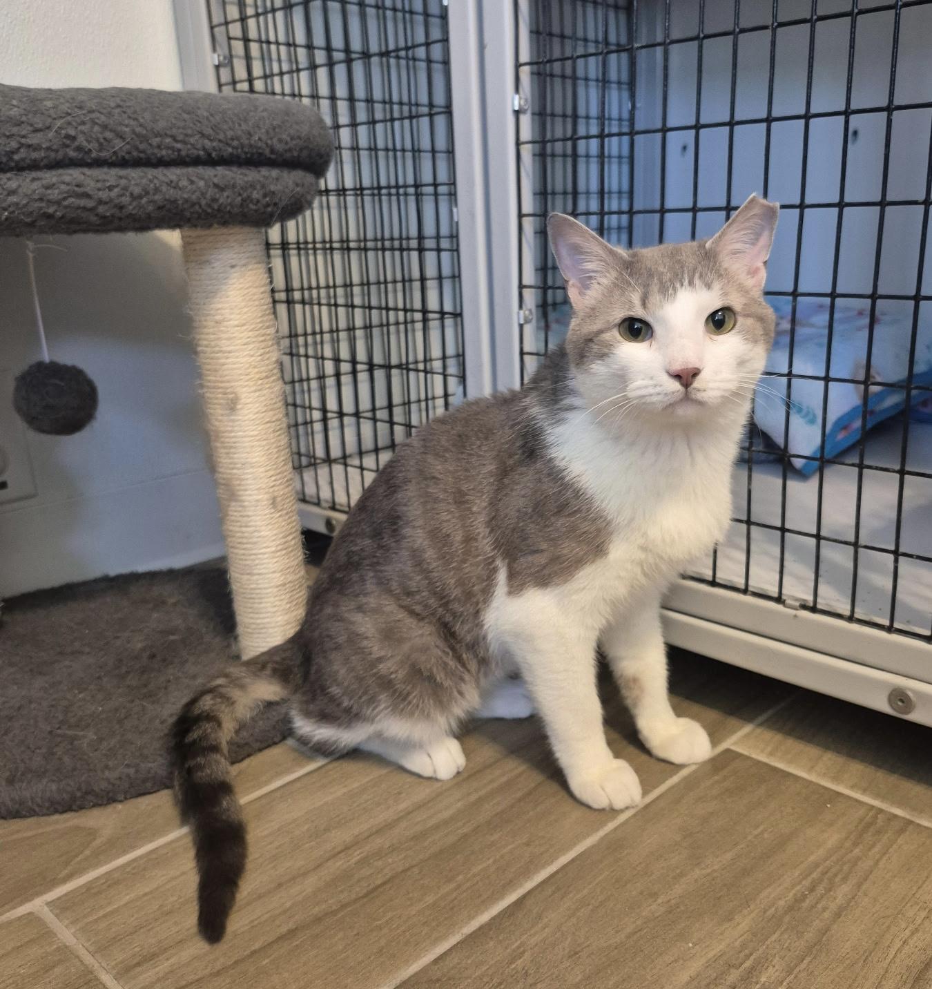Bubby, Adoptable, Adult Male Domestic Short Hair.