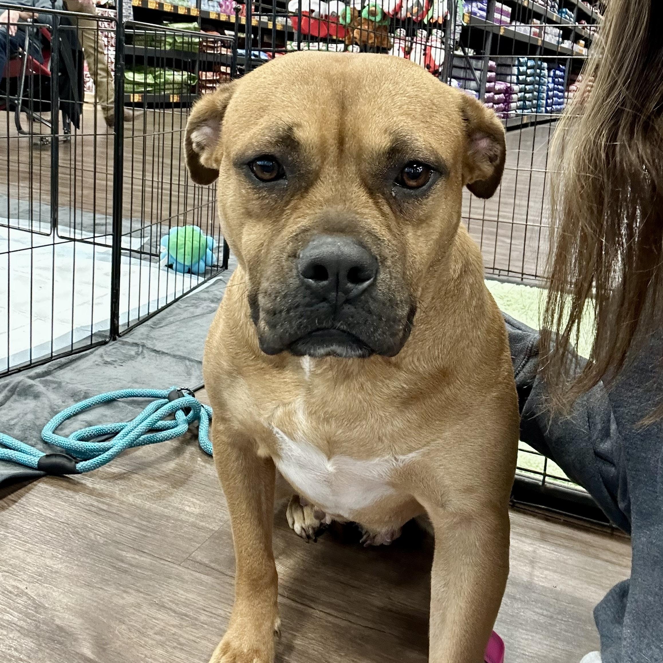 Darcy, an adopted mixed breed in Southaven , MS image 2/6