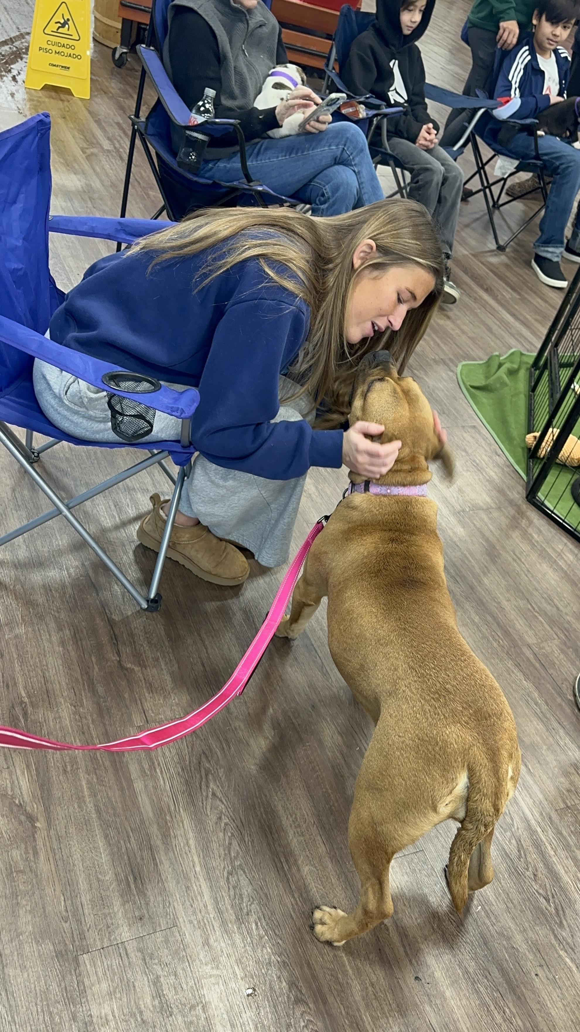 Darcy, an adopted mixed breed in Southaven , MS image 4/6