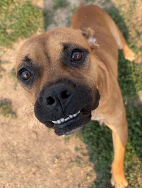 Darcy, an adopted mixed breed in Southaven , MS image 3/6