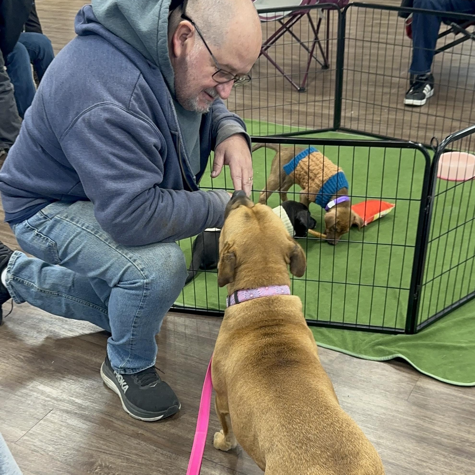 Darcy, an adopted mixed breed in Southaven , MS image 6/6