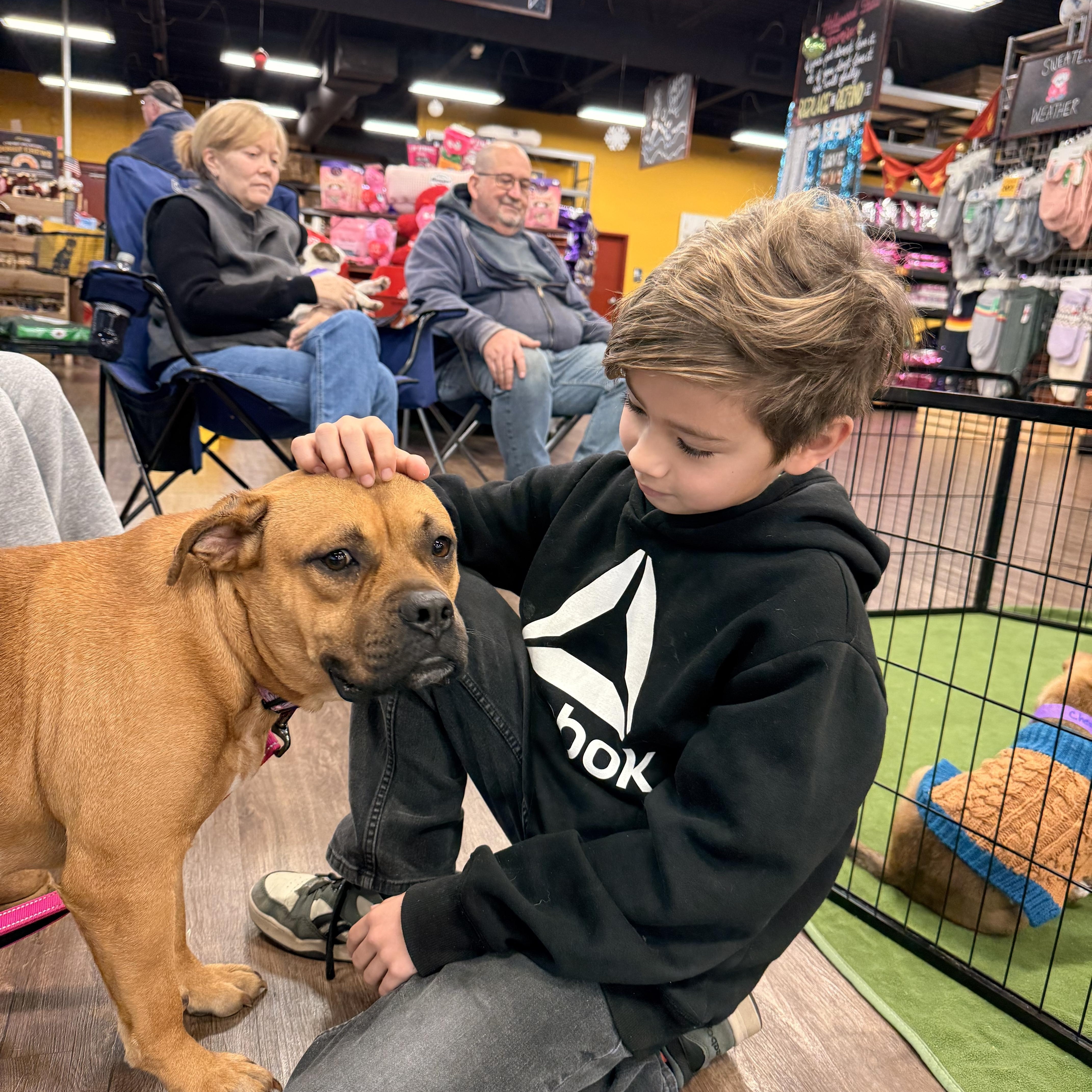 Darcy, an adopted mixed breed in Southaven , MS image 5/6