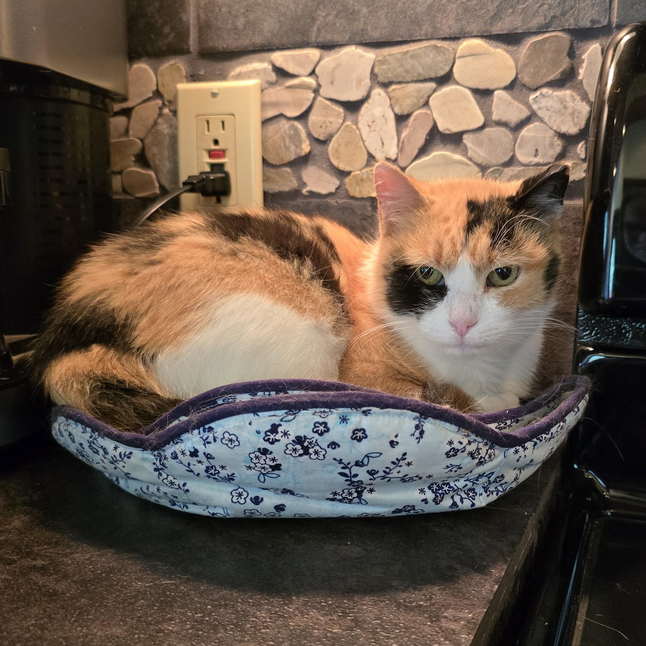 Enlarge Cali Co S'mores, an adopted mixed breed in Big Lake, MN image 2/6