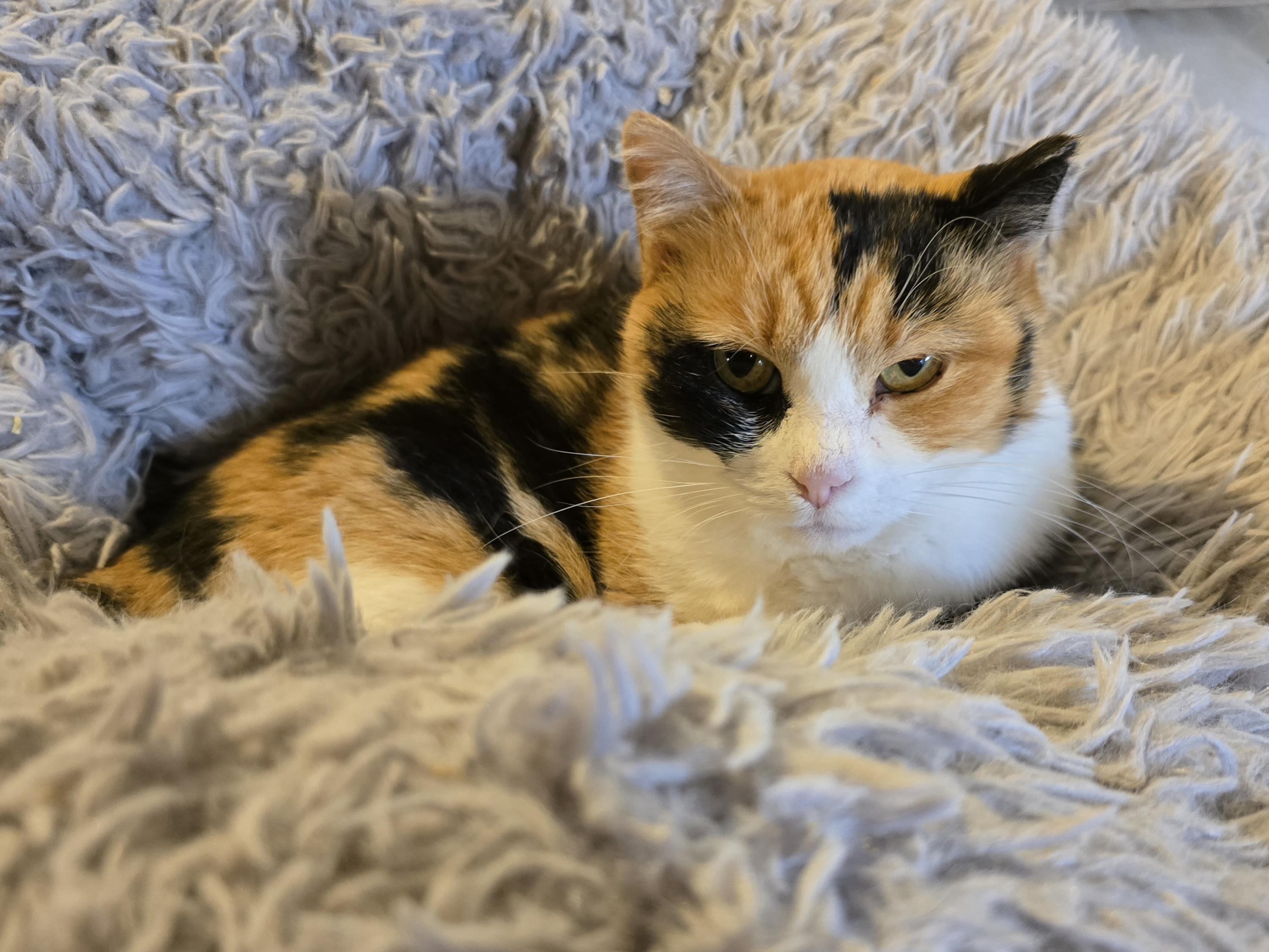 Enlarge Cali Co S'mores, an adopted mixed breed in Big Lake, MN image 6/6