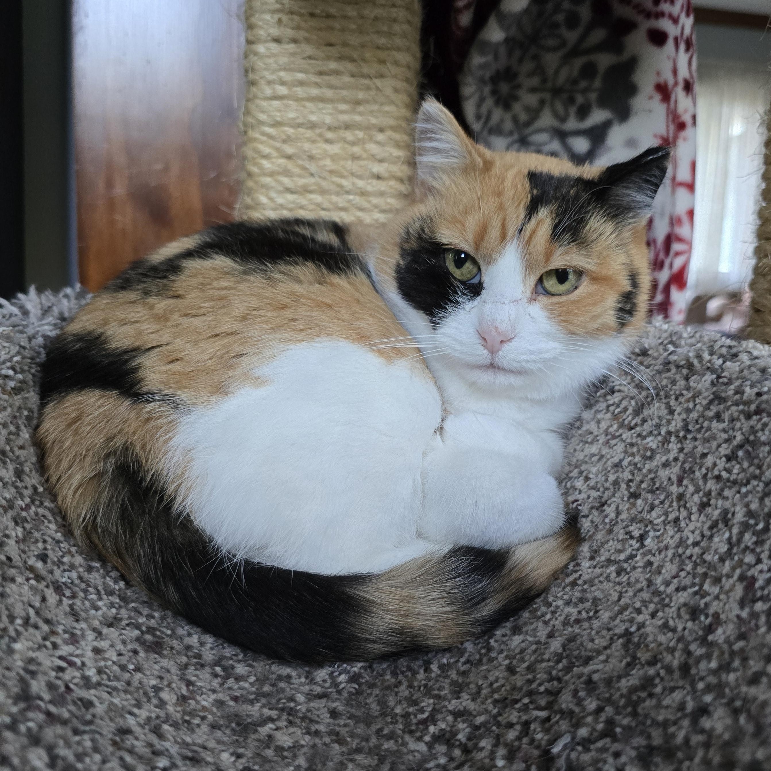 Enlarge Cali Co S'mores, an adopted mixed breed in Big Lake, MN image 3/6