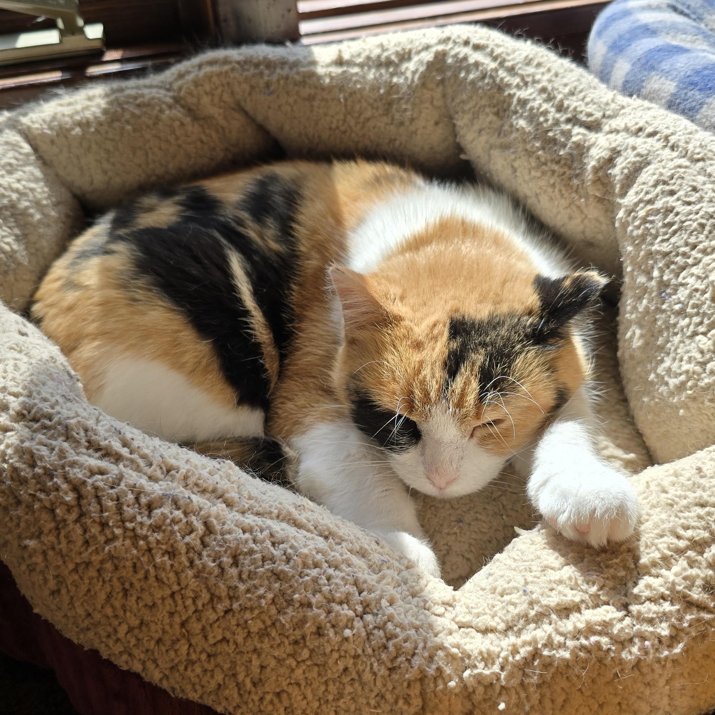 Enlarge Cali Co S'mores, an adopted mixed breed in Big Lake, MN image 5/6