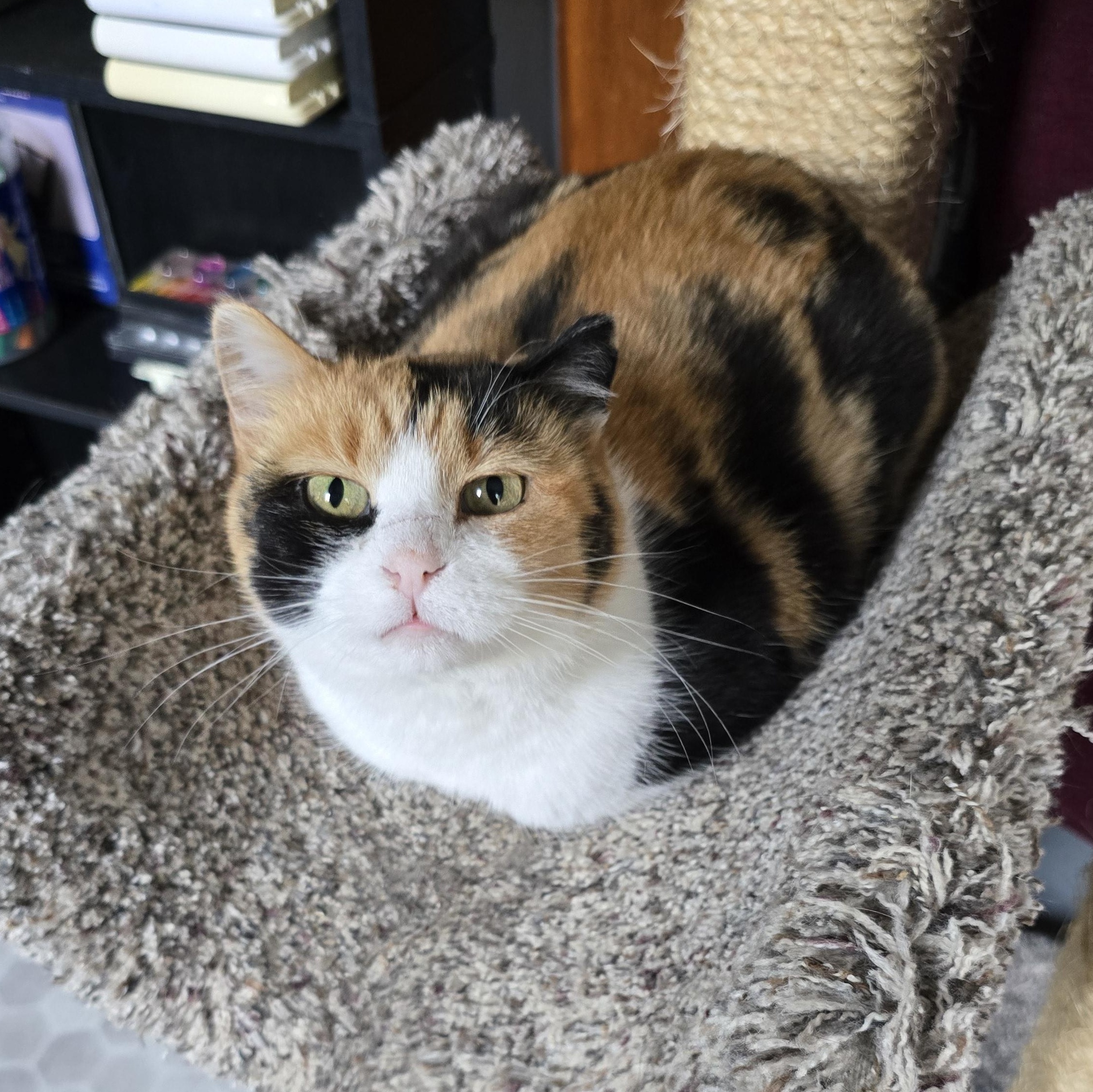 Enlarge Cali Co S'mores, an adopted mixed breed in Big Lake, MN image 1/6