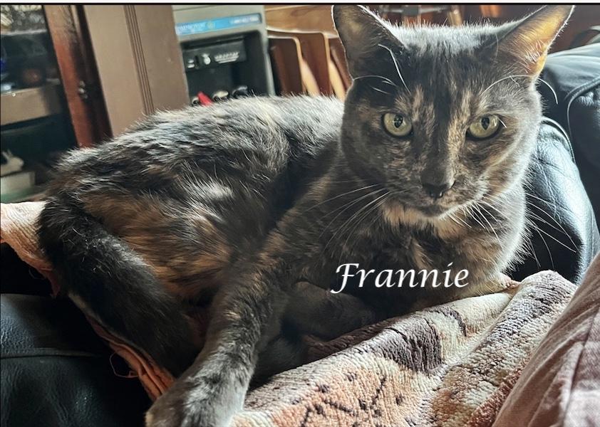 Enlarge FRANNIE, a ADOPTABLE Tortoiseshell in Monrovia, CA image 1/3