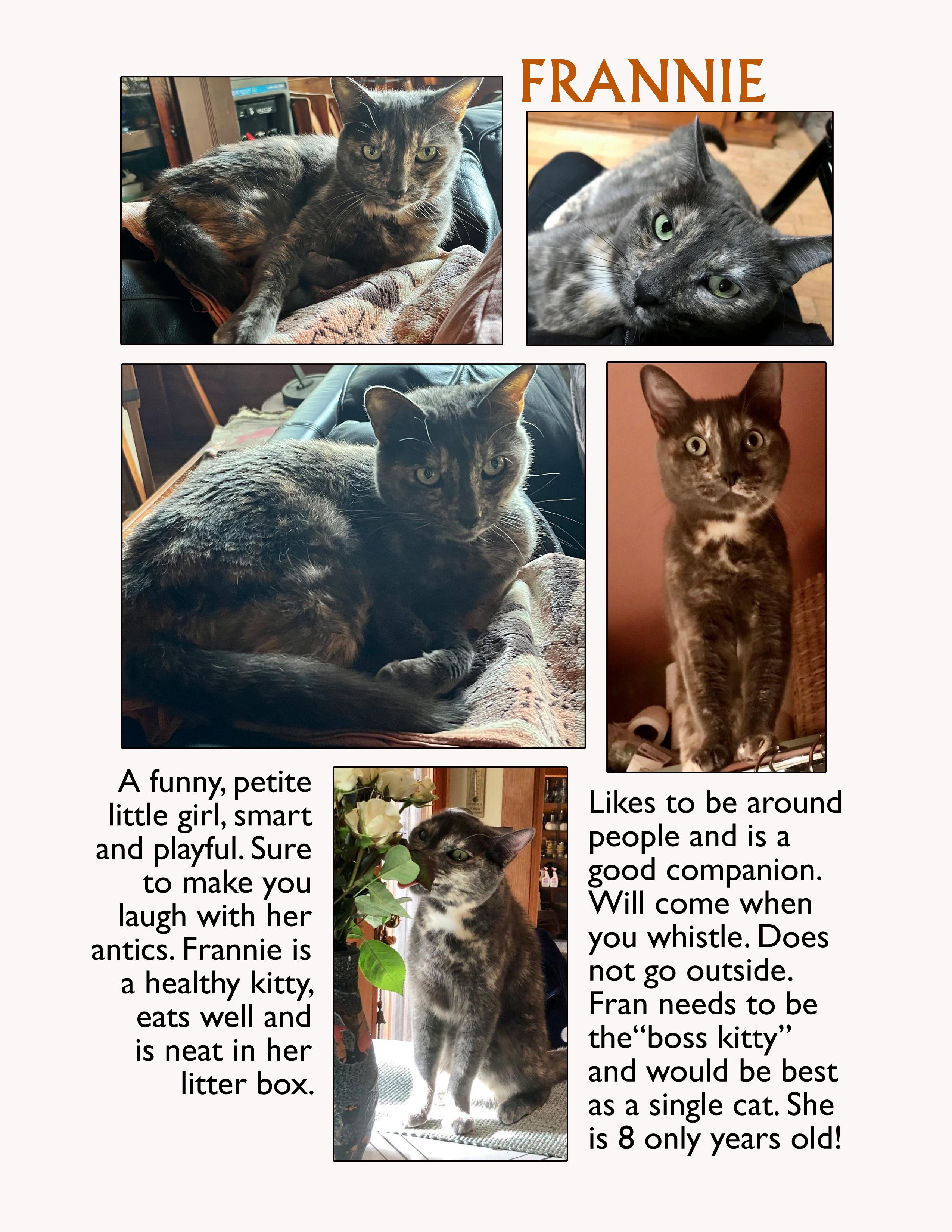 Enlarge FRANNIE, a ADOPTABLE Tortoiseshell in Monrovia, CA image 3/3