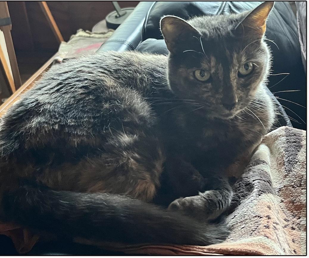 Enlarge FRANNIE, a ADOPTABLE Tortoiseshell in Monrovia, CA image 2/3