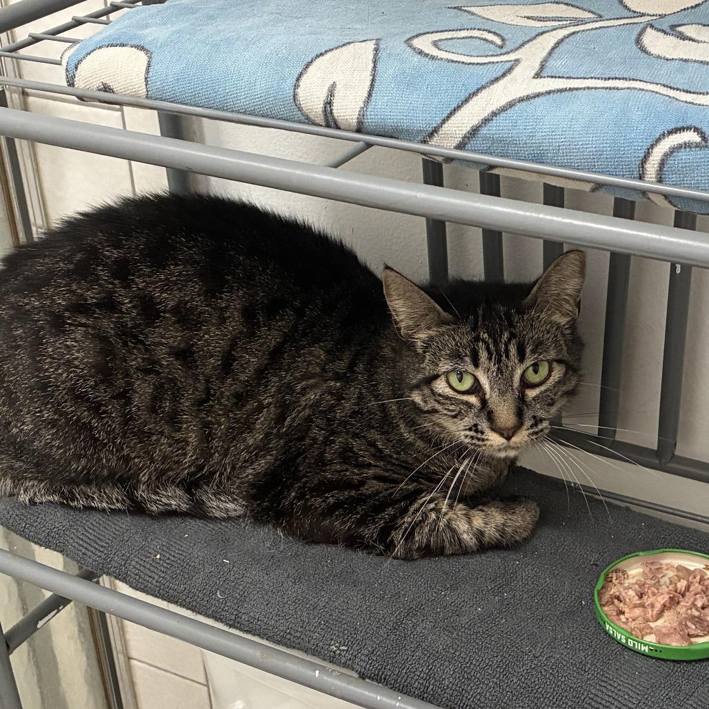 Bangle, a Adoptable Domestic Short Hair in Salt Lake City, UT image 1/6