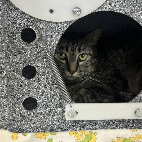 Bangle, a Adoptable Domestic Short Hair in Salt Lake City, UT image 3/6