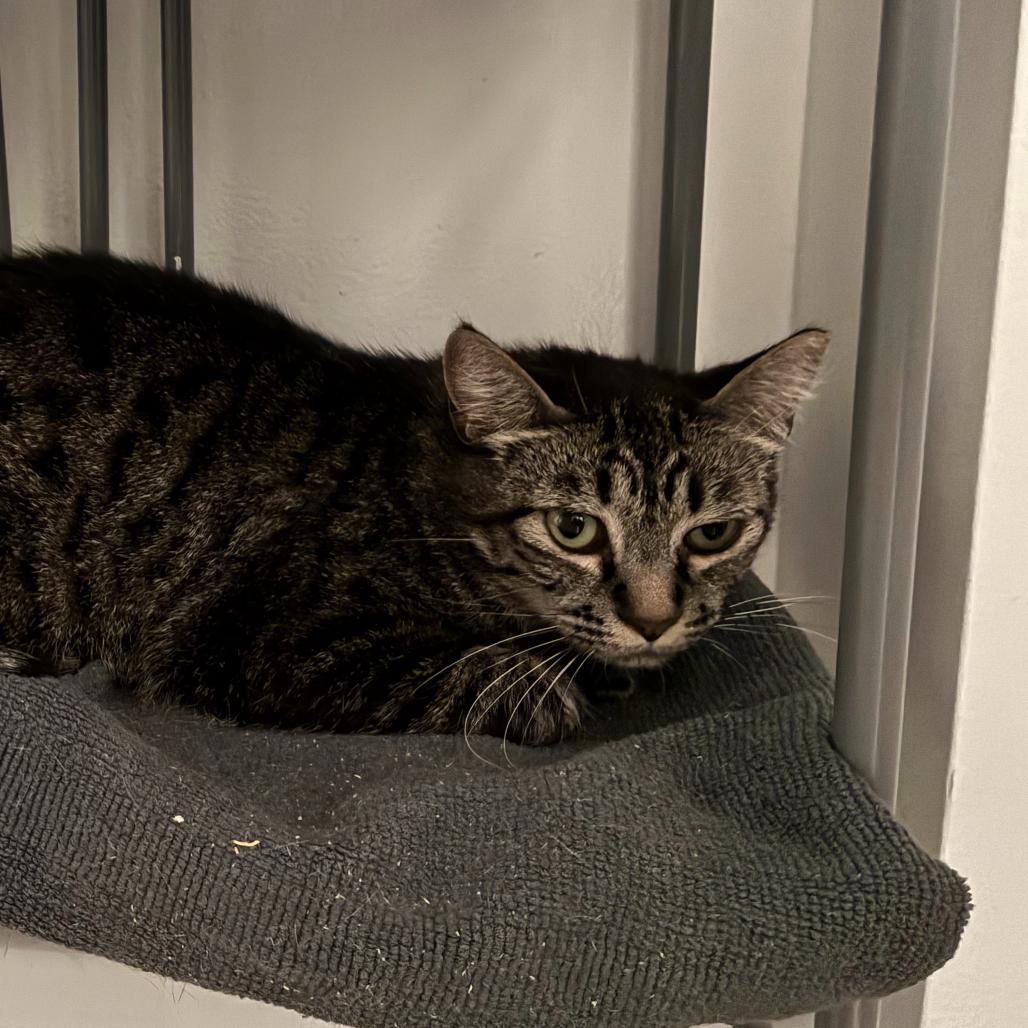 Bangle, a Adoptable Domestic Short Hair in Salt Lake City, UT image 6/6