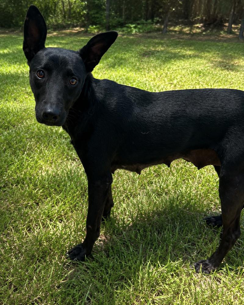 Moo Donna, Adoptable, Adult Female Mixed Breed.