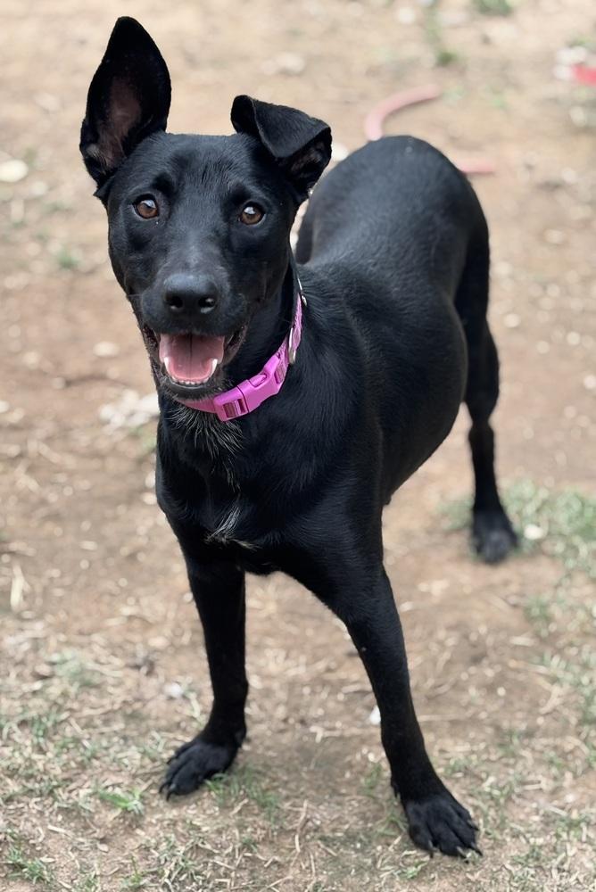 Enlarge Moo Donna, a Adoptable mixed breed in Brookshire, TX image 2/4
