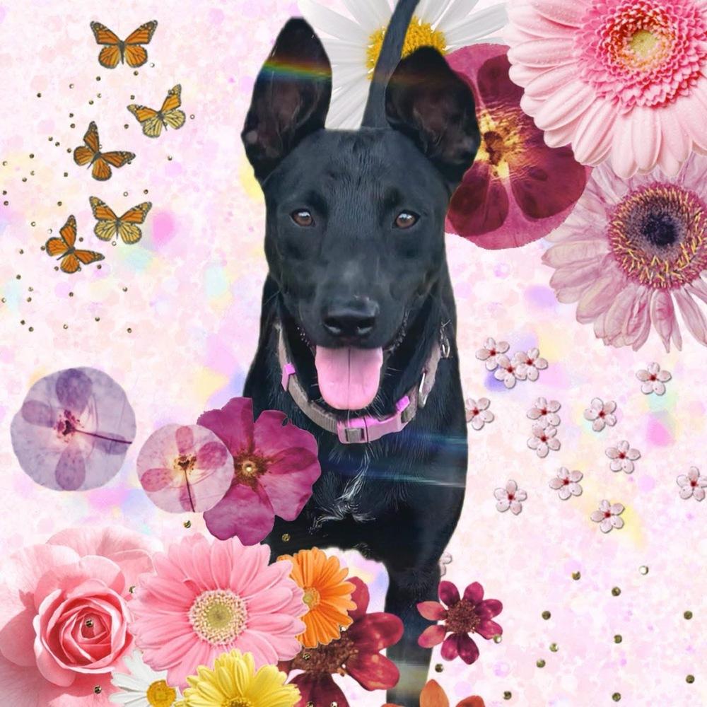 Enlarge Moo Donna, a Adoptable mixed breed in Brookshire, TX image 3/4