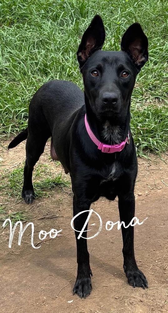 Enlarge Moo Donna, a Adoptable mixed breed in Brookshire, TX image 4/4