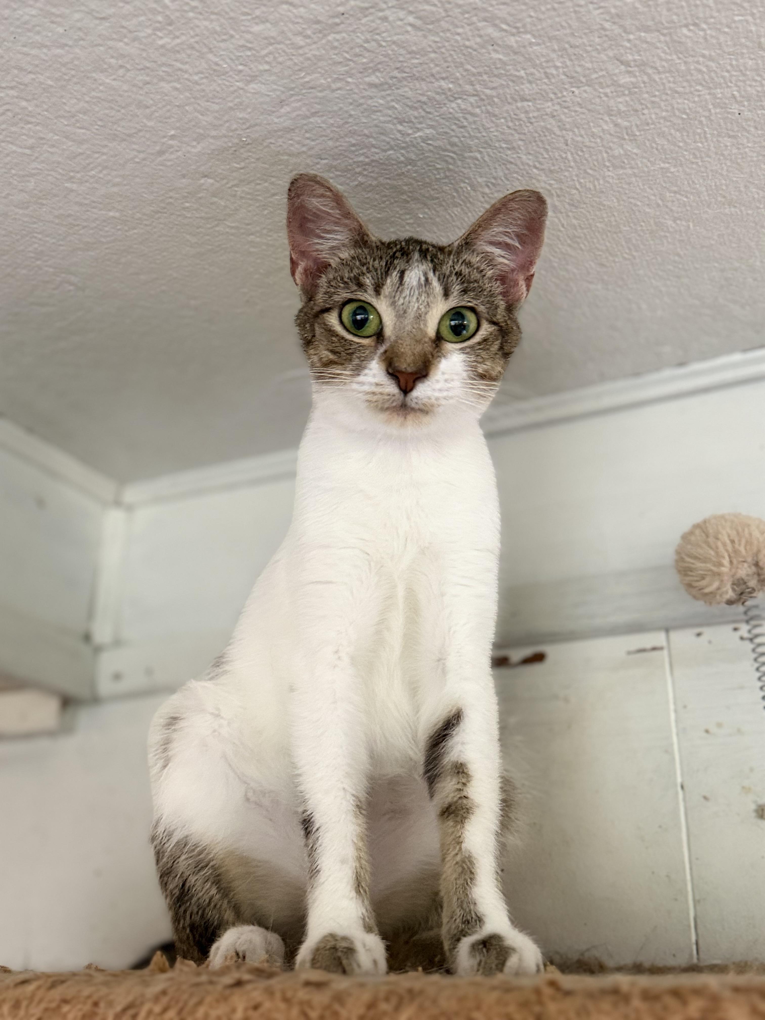 Halo, ADOPTABLE, Young Female Domestic Short Hair.