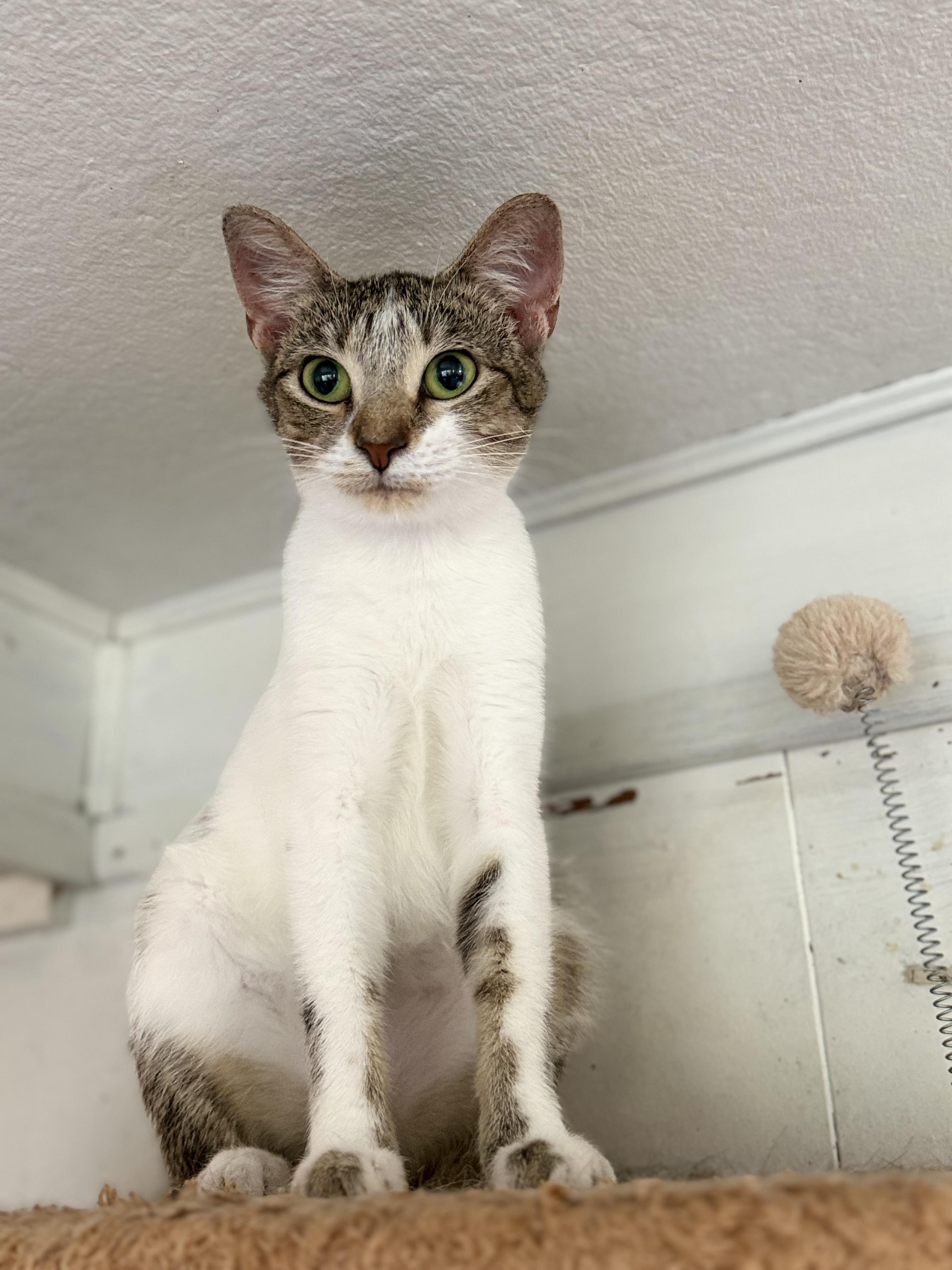Halo, a ADOPTABLE Domestic Short Hair in Royalton, IL image 4/4