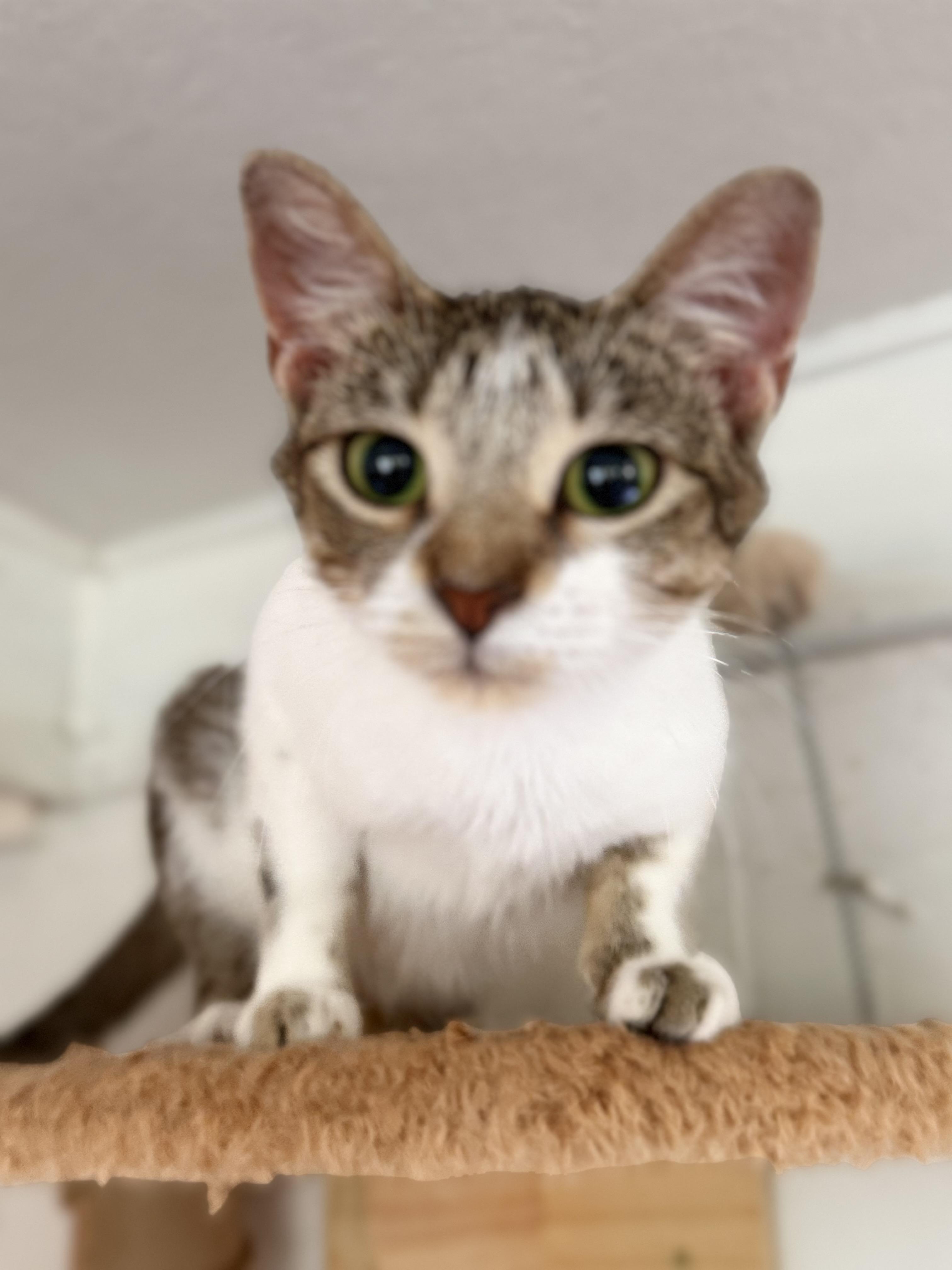 Halo, a ADOPTABLE Domestic Short Hair in Royalton, IL image 3/4