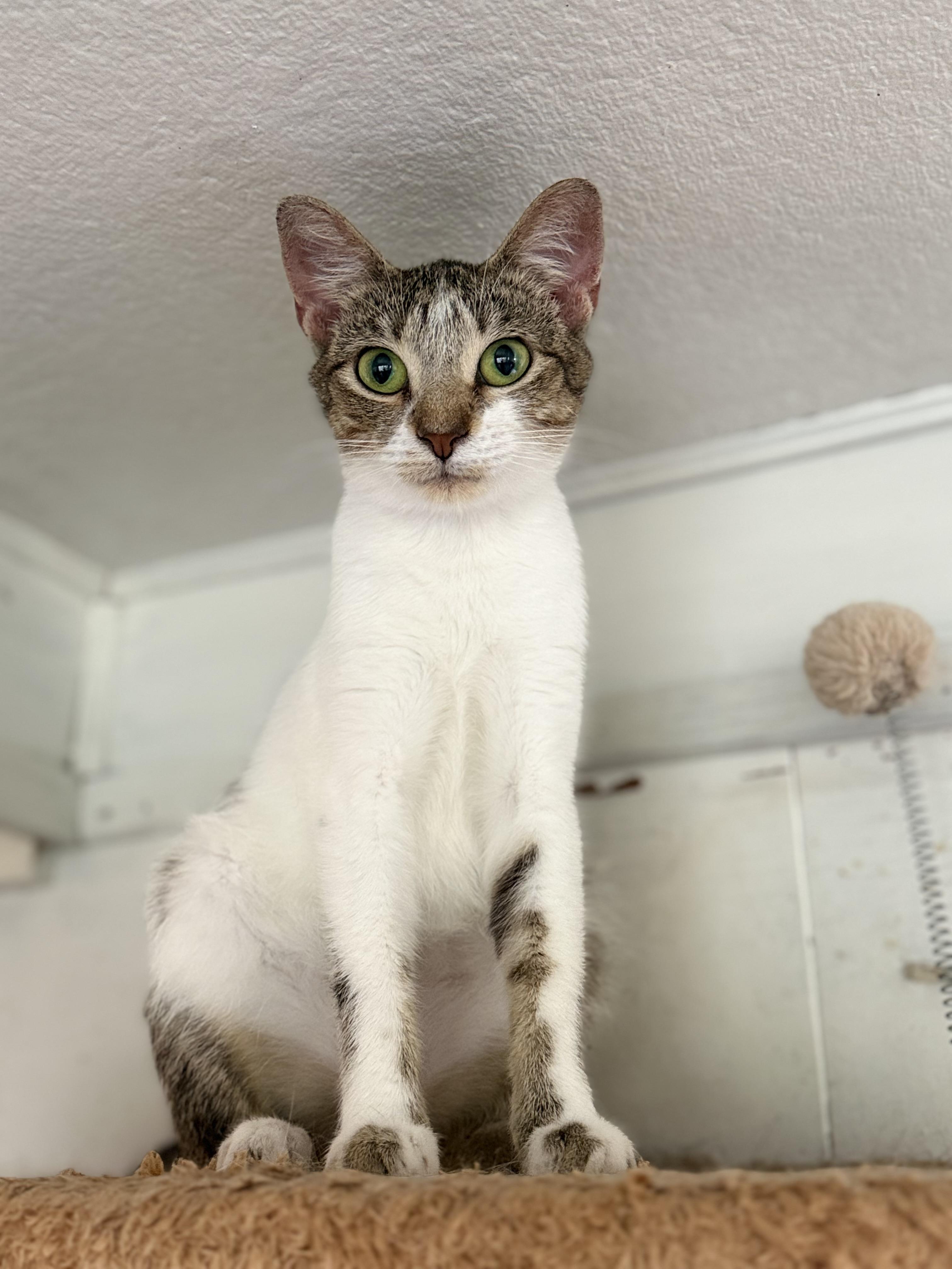 Halo, a ADOPTABLE Domestic Short Hair in Royalton, IL image 2/4