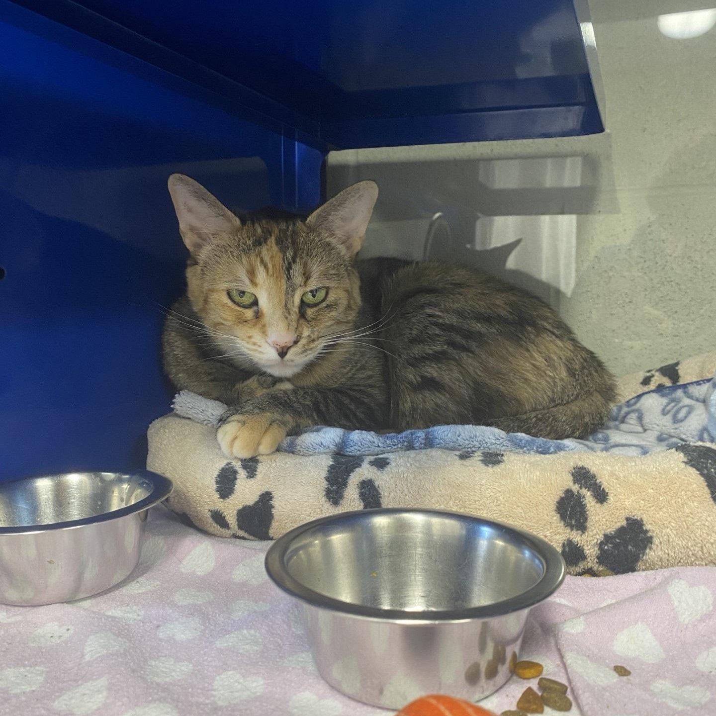 Leah *Bonded Pair with Luna*, Adoptable, Adult Female Domestic Short Hair.