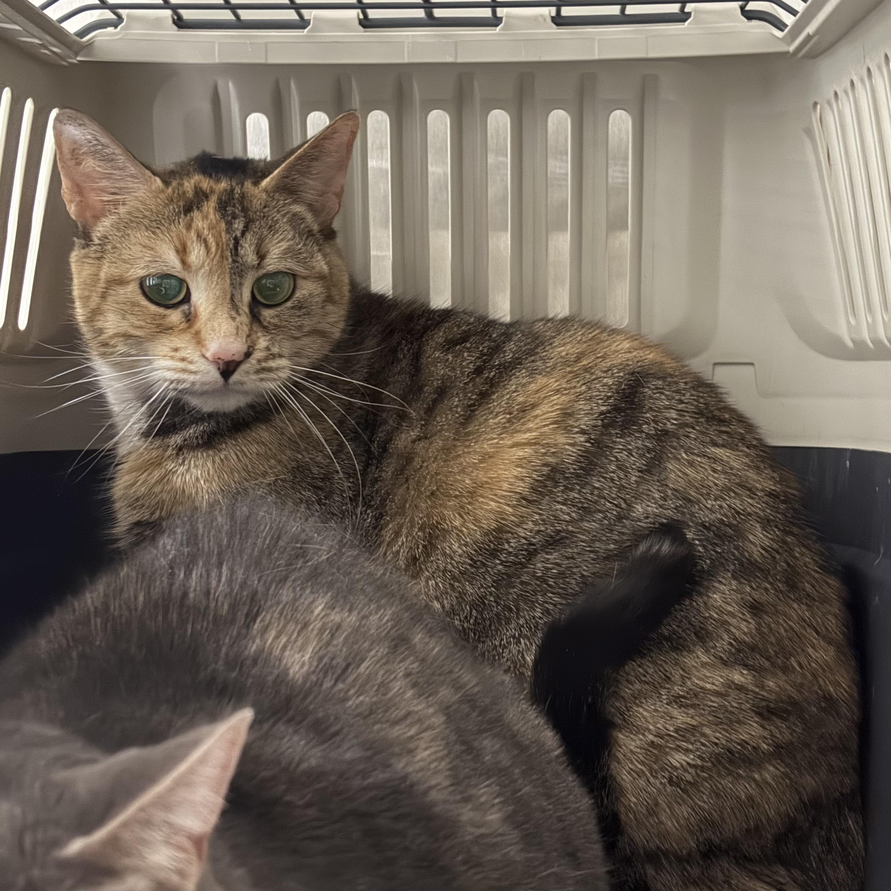 Leah *Bonded Pair with Luna*, a Adoptable Domestic Short Hair in Caledon, ON image 2/3