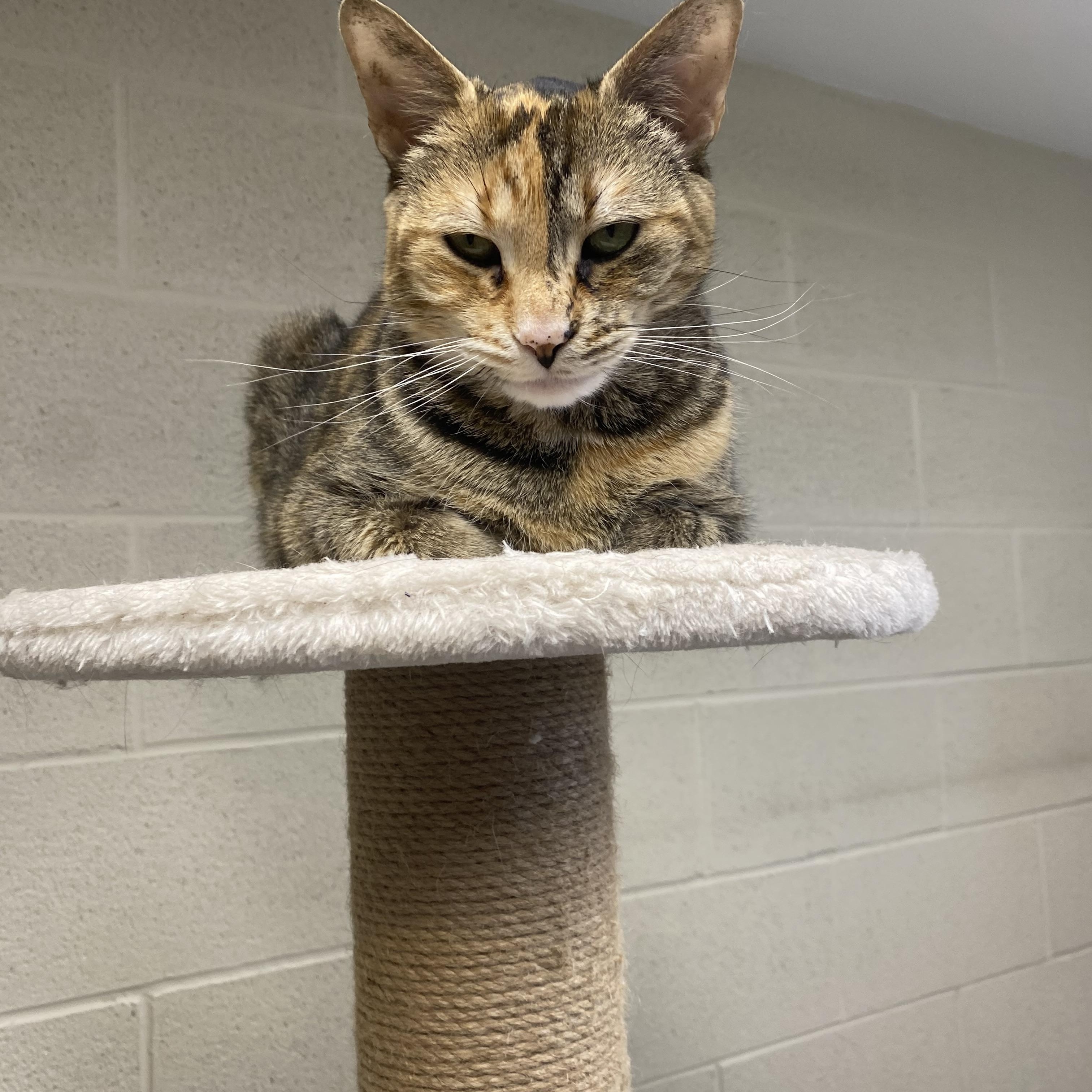 Enlarge Leah *Bonded Pair with Luna*, a Adoptable Domestic Short Hair in Caledon, ON image 2/4