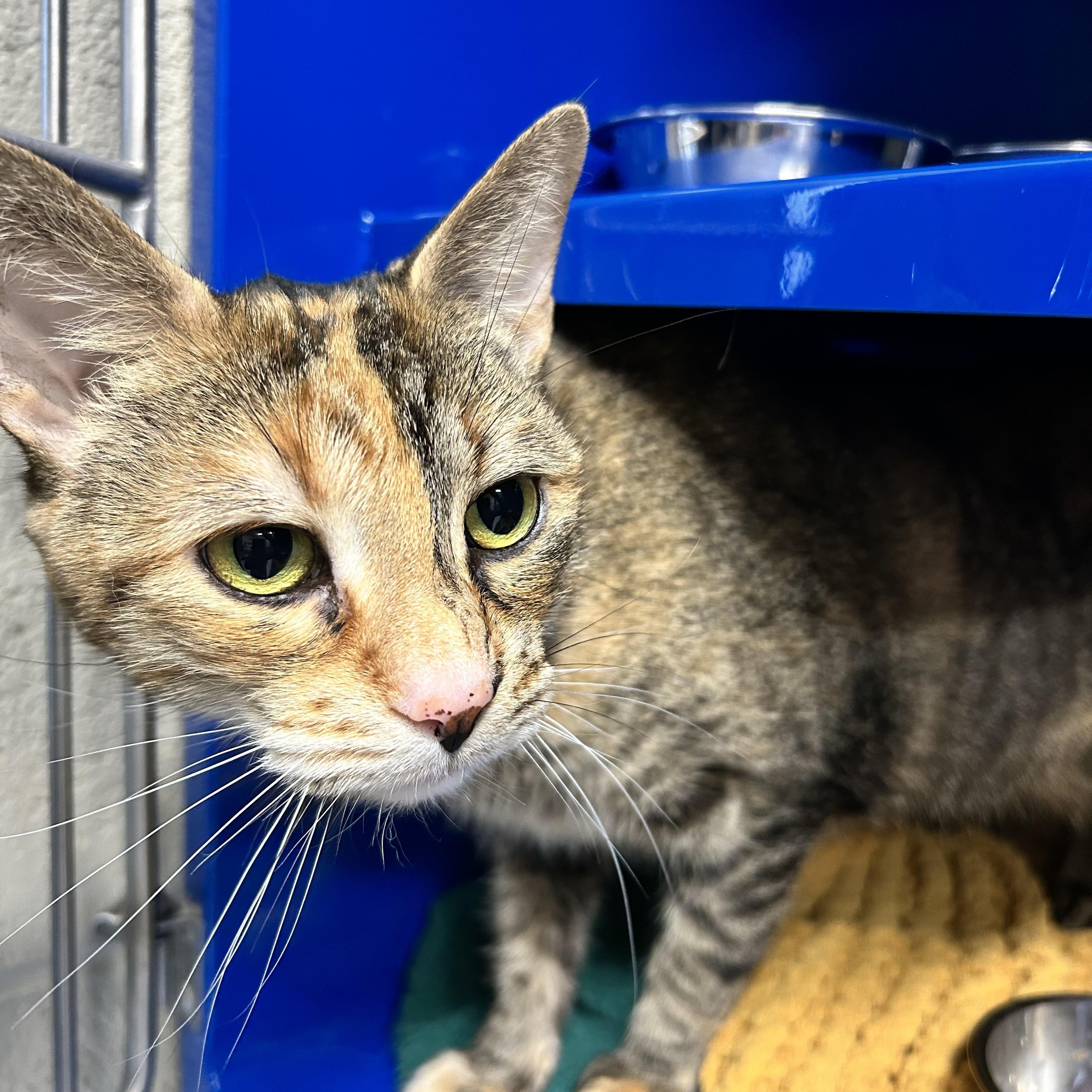 Leah *Bonded Pair with Luna*, a Adoptable Domestic Short Hair in Caledon, ON image 3/3