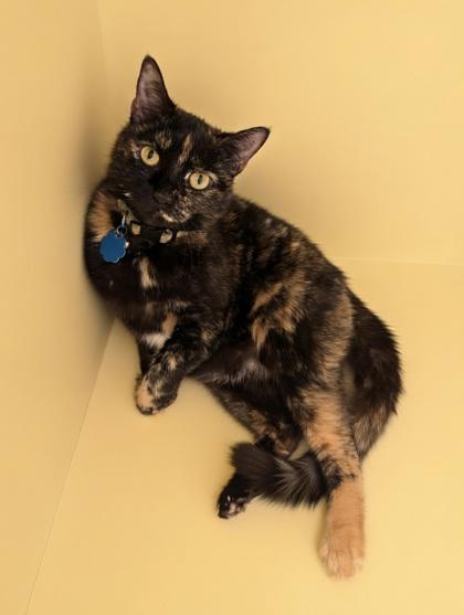 Enlarge Fair~ SIX TIMES HOMELESS, a Adoptable mixed breed in Bowling Green, KY image 1/3