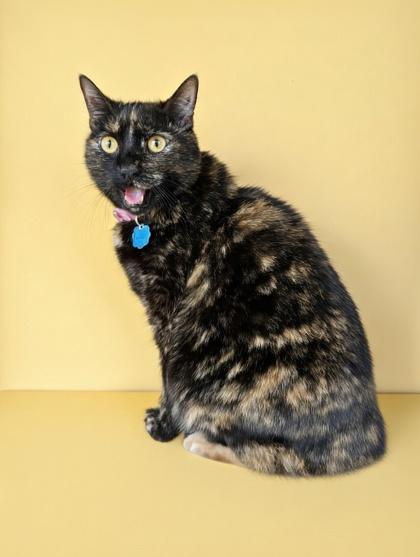 Enlarge Fair~ SIX TIMES HOMELESS, a Adoptable mixed breed in Bowling Green, KY image 2/3