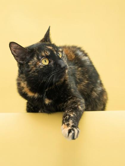 Enlarge Fair~ SIX TIMES HOMELESS, a Adoptable mixed breed in Bowling Green, KY image 3/3