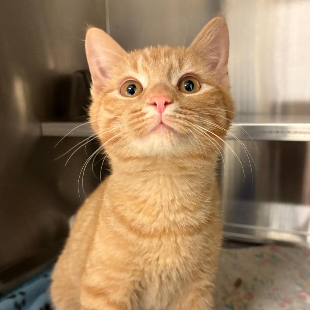 Manor, Adoptable, Kitten Male Domestic Short Hair.