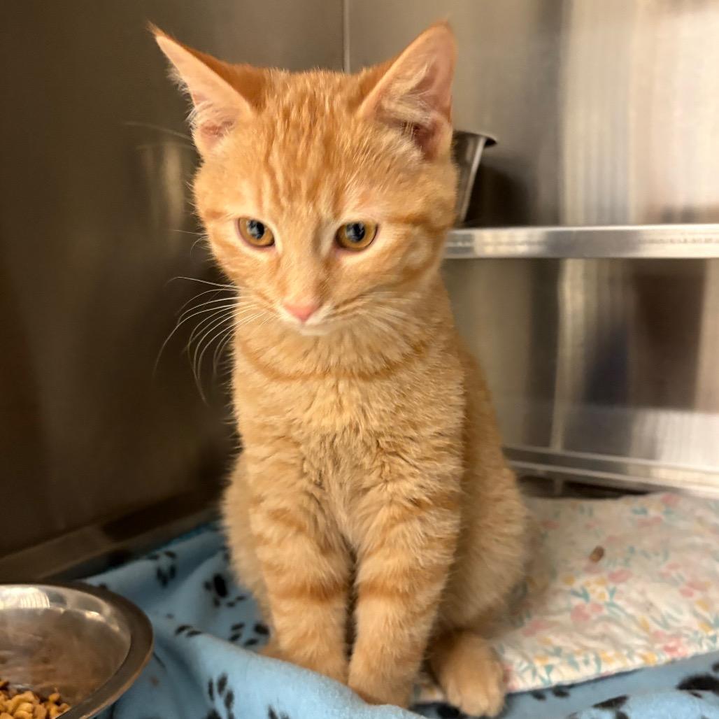 Manor, a Adoptable Domestic Short Hair in Springfield, IL image 1/2