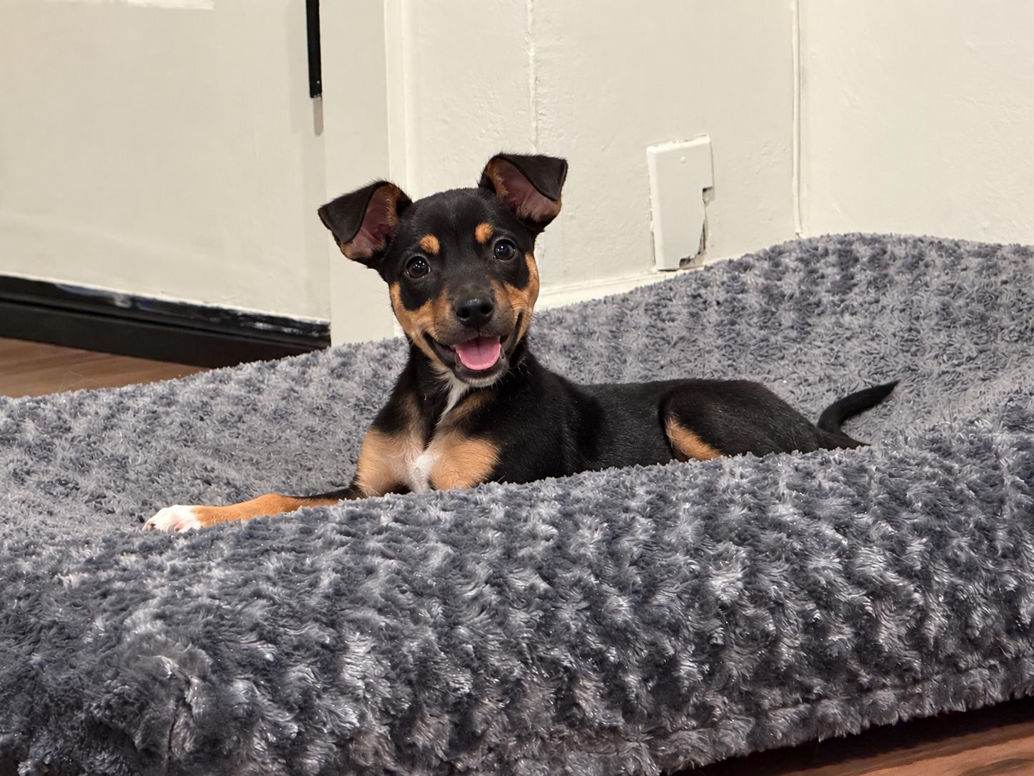 Enlarge Dolly, a Adopted mixed breed in Oakland, CA image 3/4