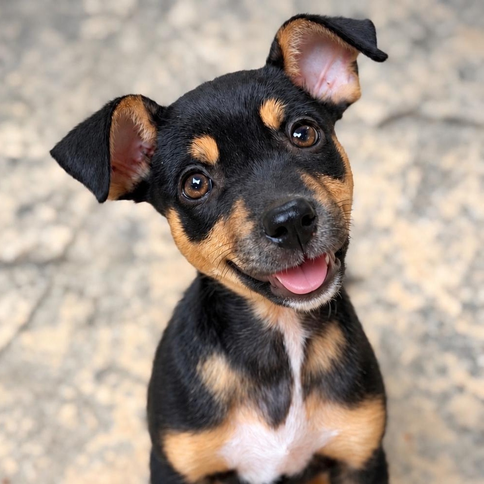 Enlarge Dolly, a Adopted mixed breed in Oakland, CA image 1/4