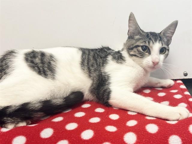 Enlarge IMELDA, a Adoptable Domestic Short Hair in Sacramento, CA image 1/1