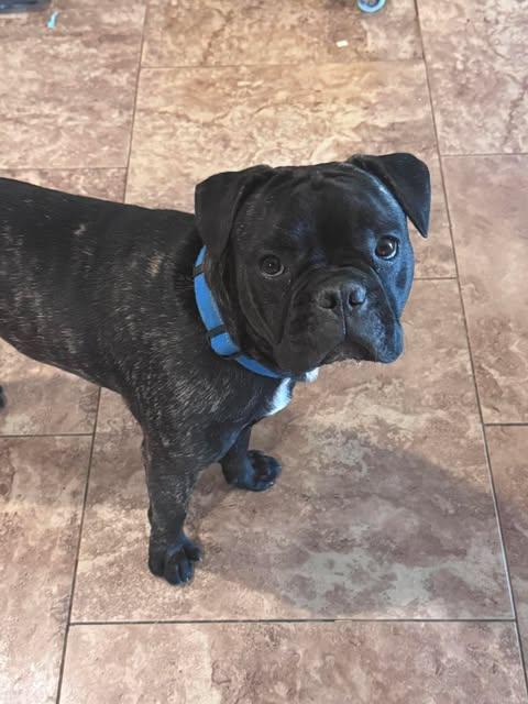 Enlarge Doc, a ADOPTABLE mixed breed in San Tan Valley, AZ image 1/1