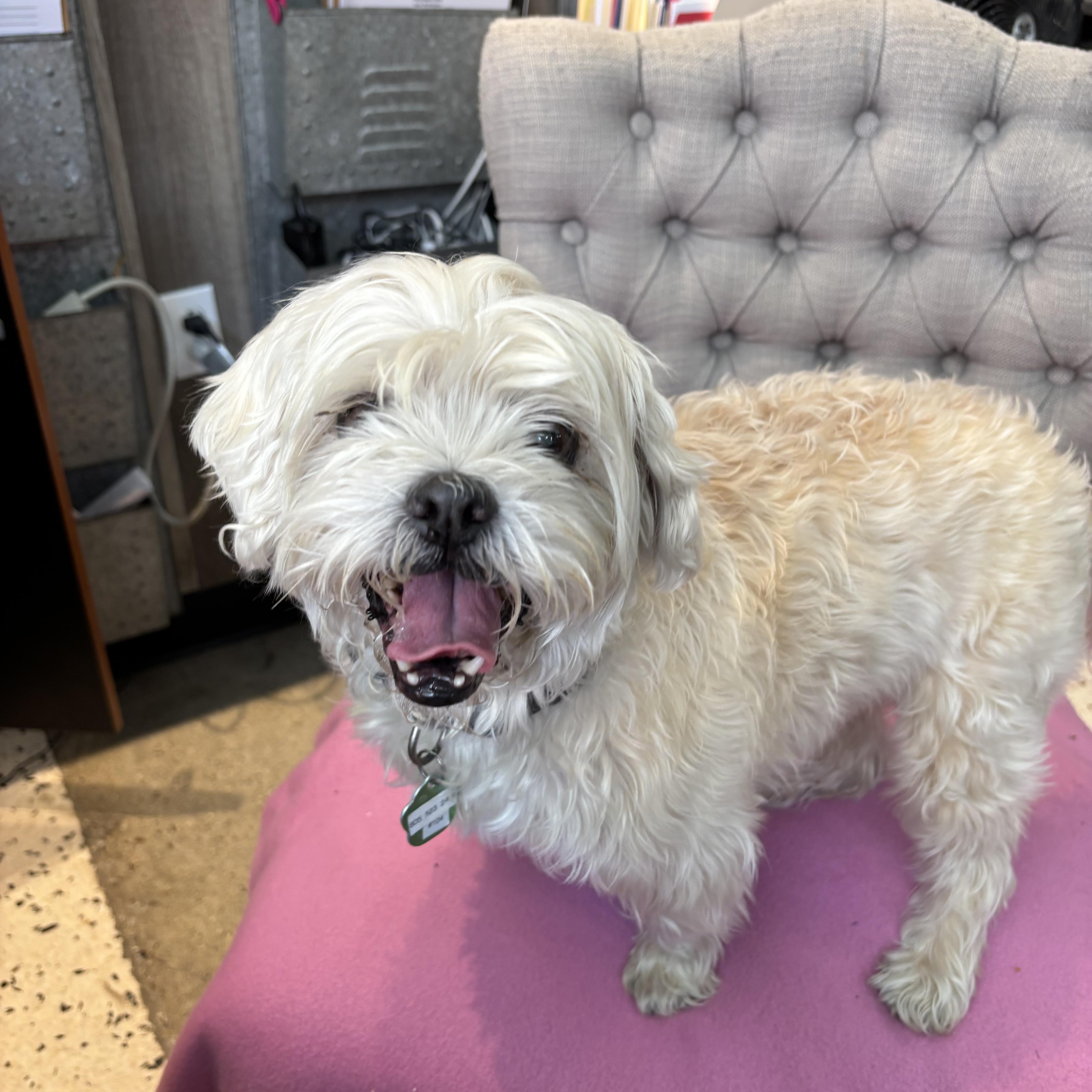 Enlarge Summer Searcy, a ADOPTABLE Shih Tzu in Thousand Oaks, CA image 2/2