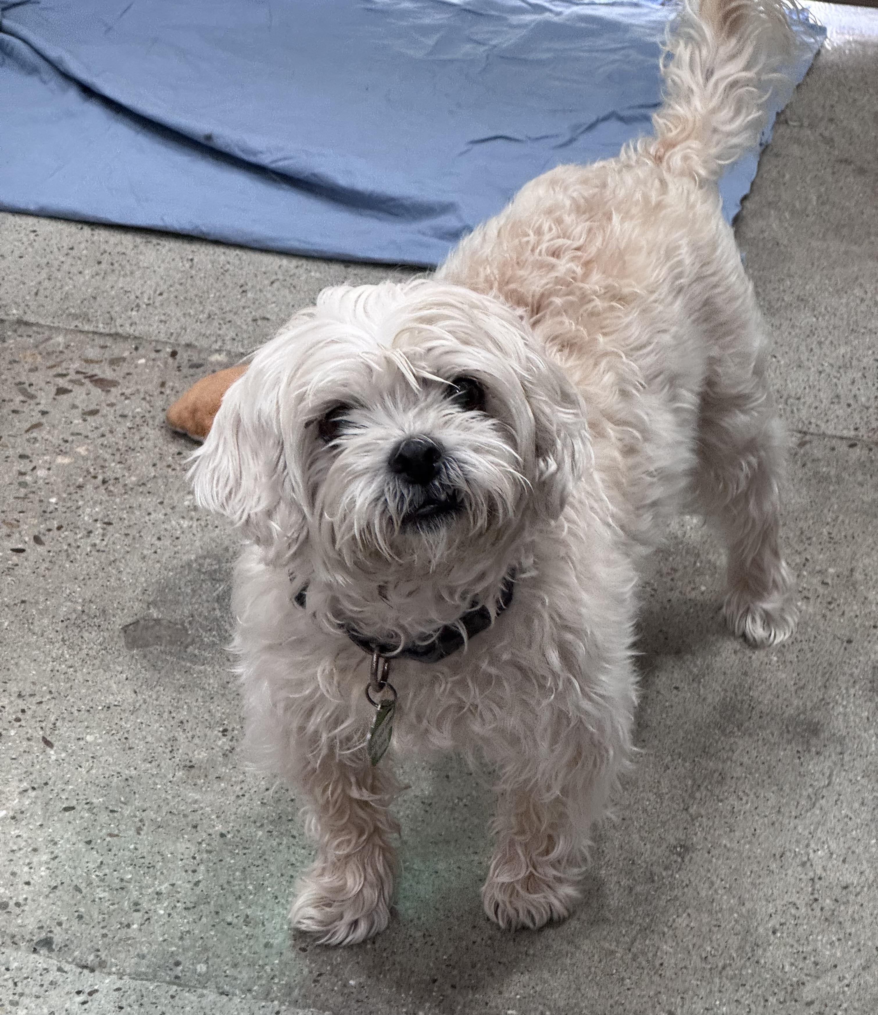 Summer Searcy, ADOPTABLE, Adult Female Shih Tzu.