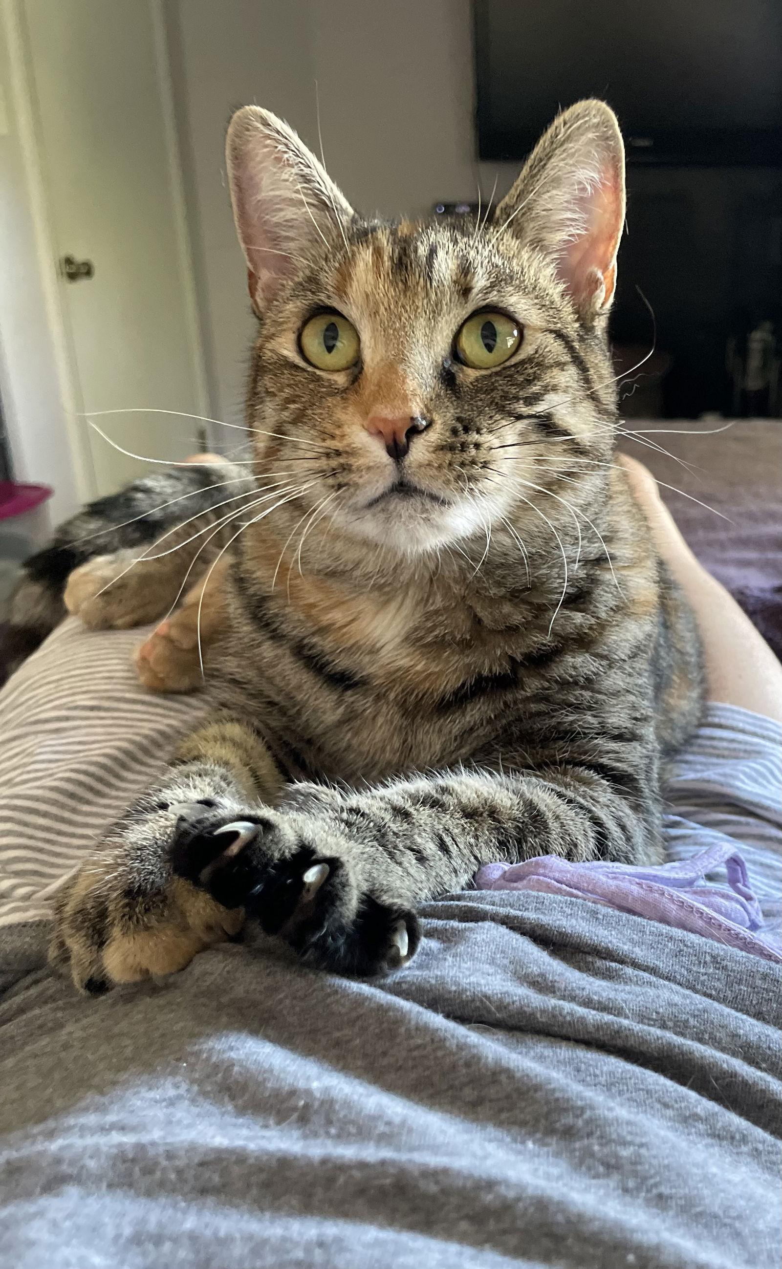 Enlarge Mabel, a Adoptable Domestic Short Hair in Flushing, NY image 1/3